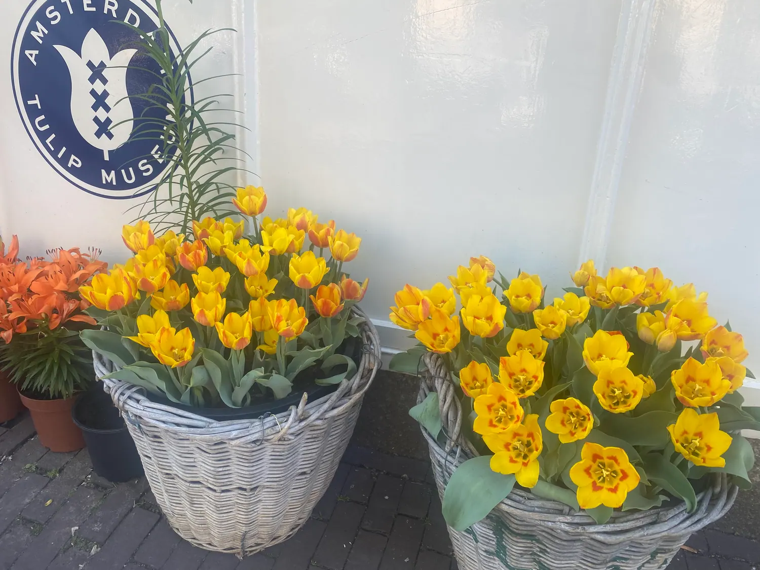 Baskets of yellow tulips and a pot of lilies against a white wall carrying a round painted sign, with brick paving below.