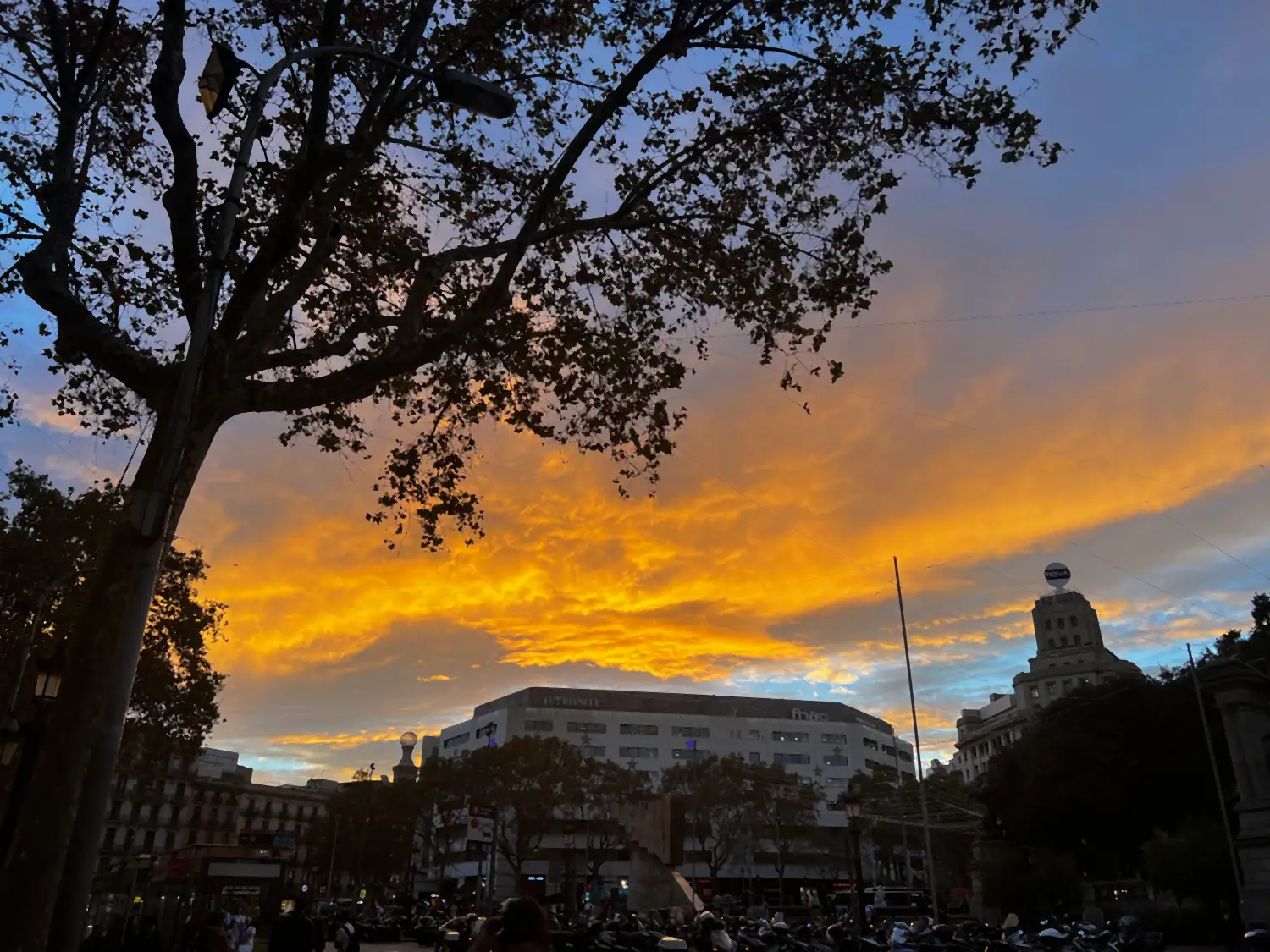 A sunset sky over a square, a bare tree in silhouette and a lit building low behind parked cars.