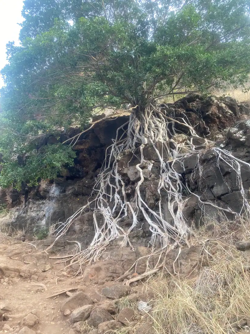 A tree with pale roots spreading down over a dark rock face above dry grass and a dirt path.