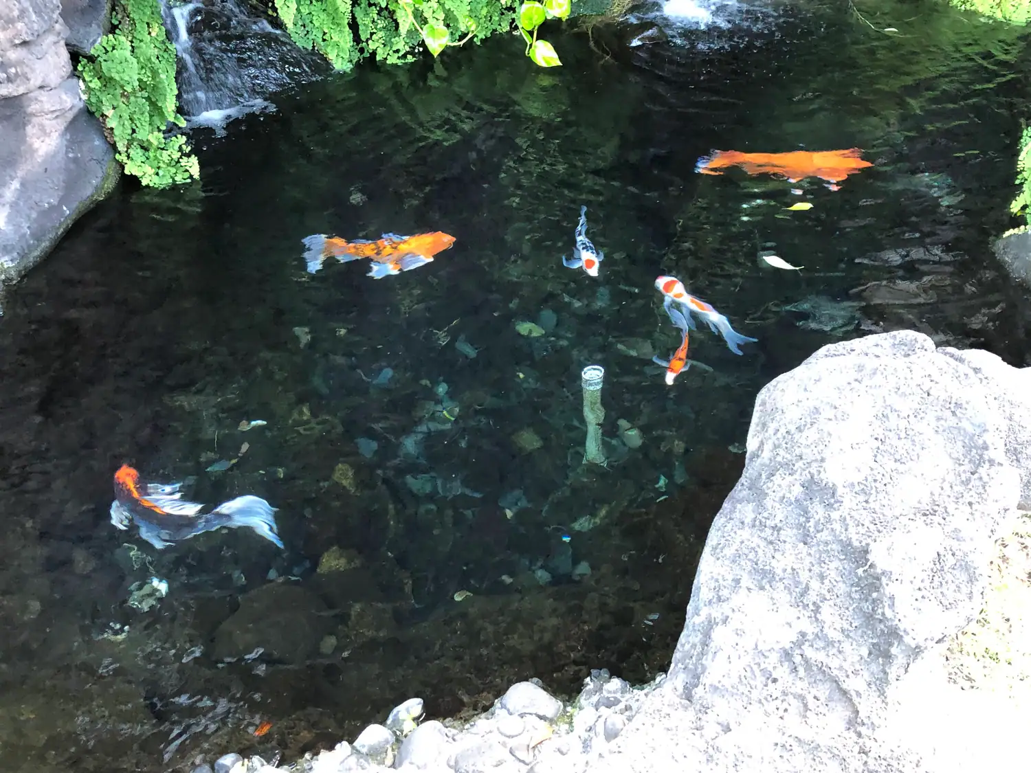 A garden pond with koi of several colours below the surface of the water, a white rock and moss at its edge.