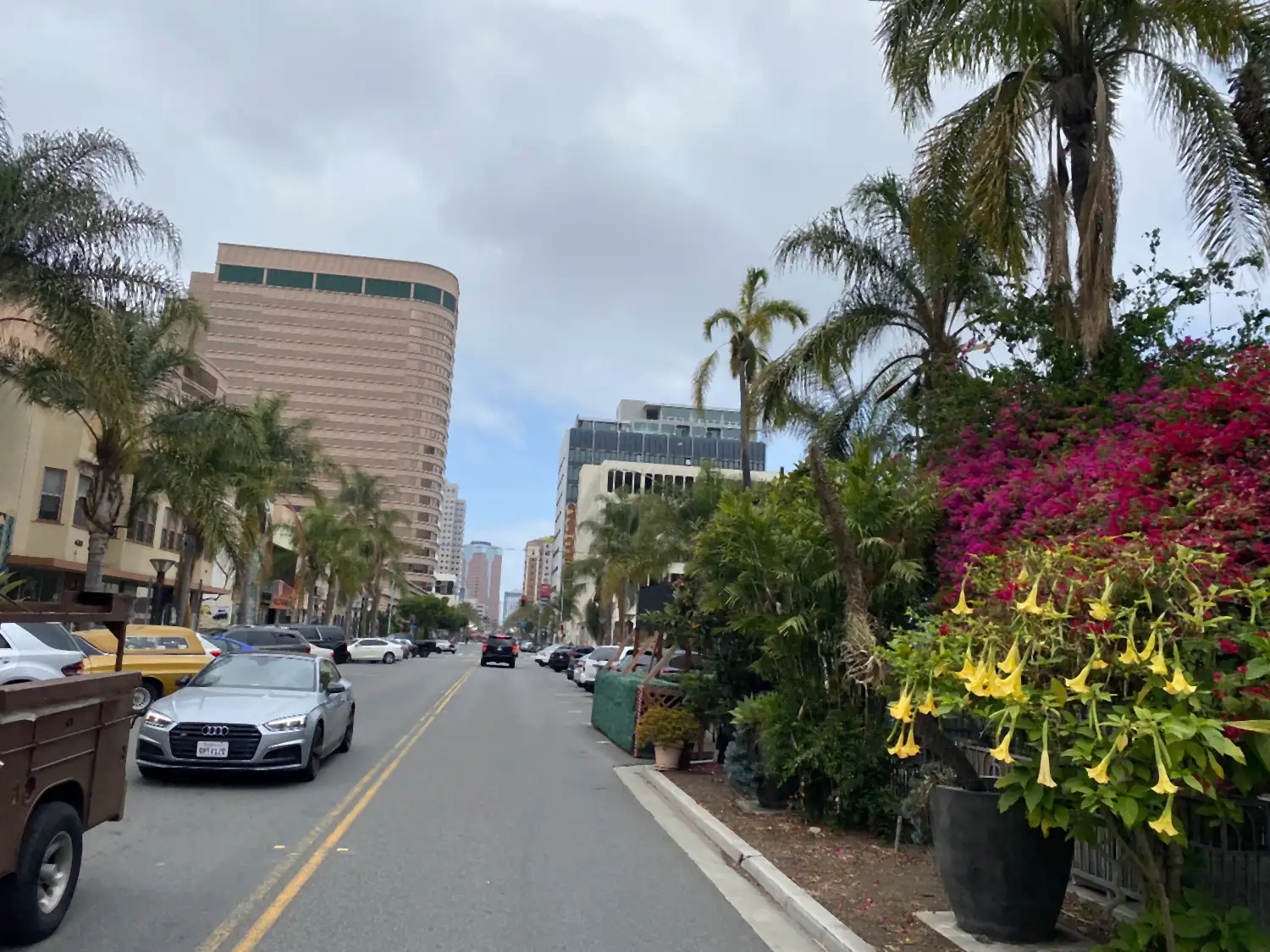 A wide street lined with palm trees and low buildings under a clear blue sky, pink flowers on a hedge along the pavement.
