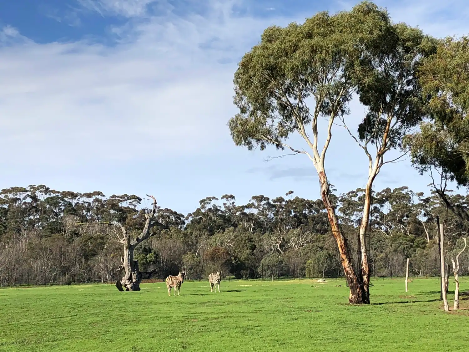 A tall pale-trunked gum tree standing alone on open green grass, animals grazing far off in the middle distance, and a fence line along the ridge under a blue sky with soft cloud.