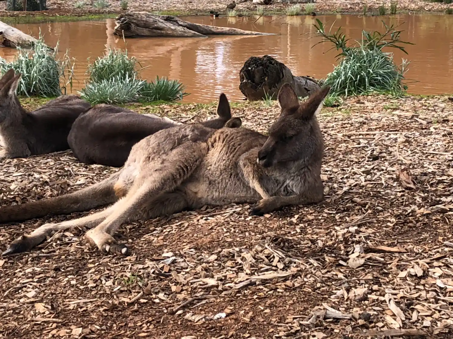 Two kangaroos stretched out on woodchip ground beside a brown pond and reeds, the nearer one leaning back on its tail.