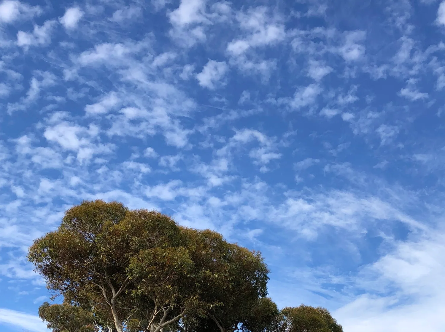A eucalyptus canopy filling the lower half of the frame against a deep blue sky streaked with high cloud.