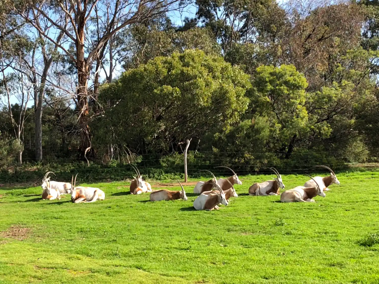 Six pale antelope with long horns lying on bright green grass in front of dense trees, a low wire fence with posts along the left of them and along the ridge behind.