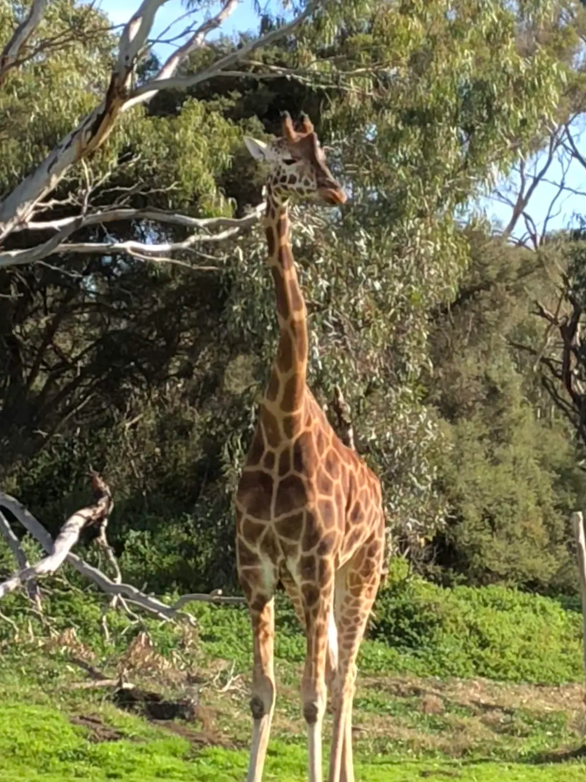 A giraffe standing among eucalyptus branches with its head up in the leaves, green grass at its feet and a clear blue sky behind it.
