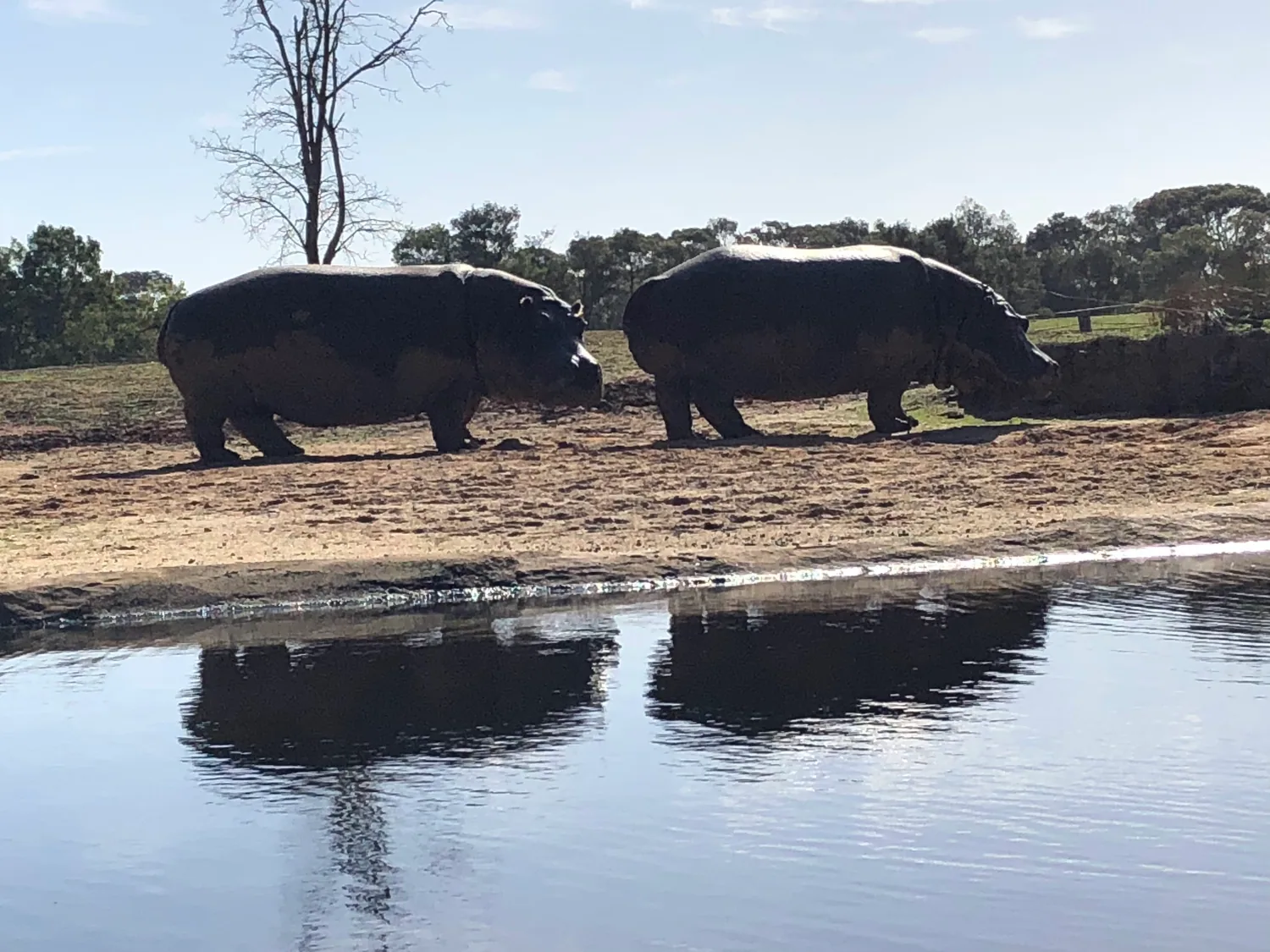 Two hippos walking along a bare earth bank beside still dark water that mirrors them, with eucalyptus trees beyond.