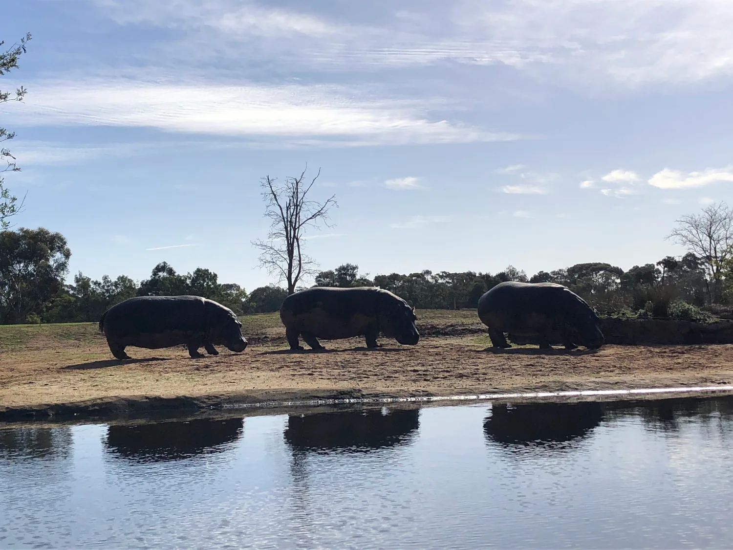 Three hippos in a line on a bare bank, their reflections in the still water below them and low trees along the horizon.