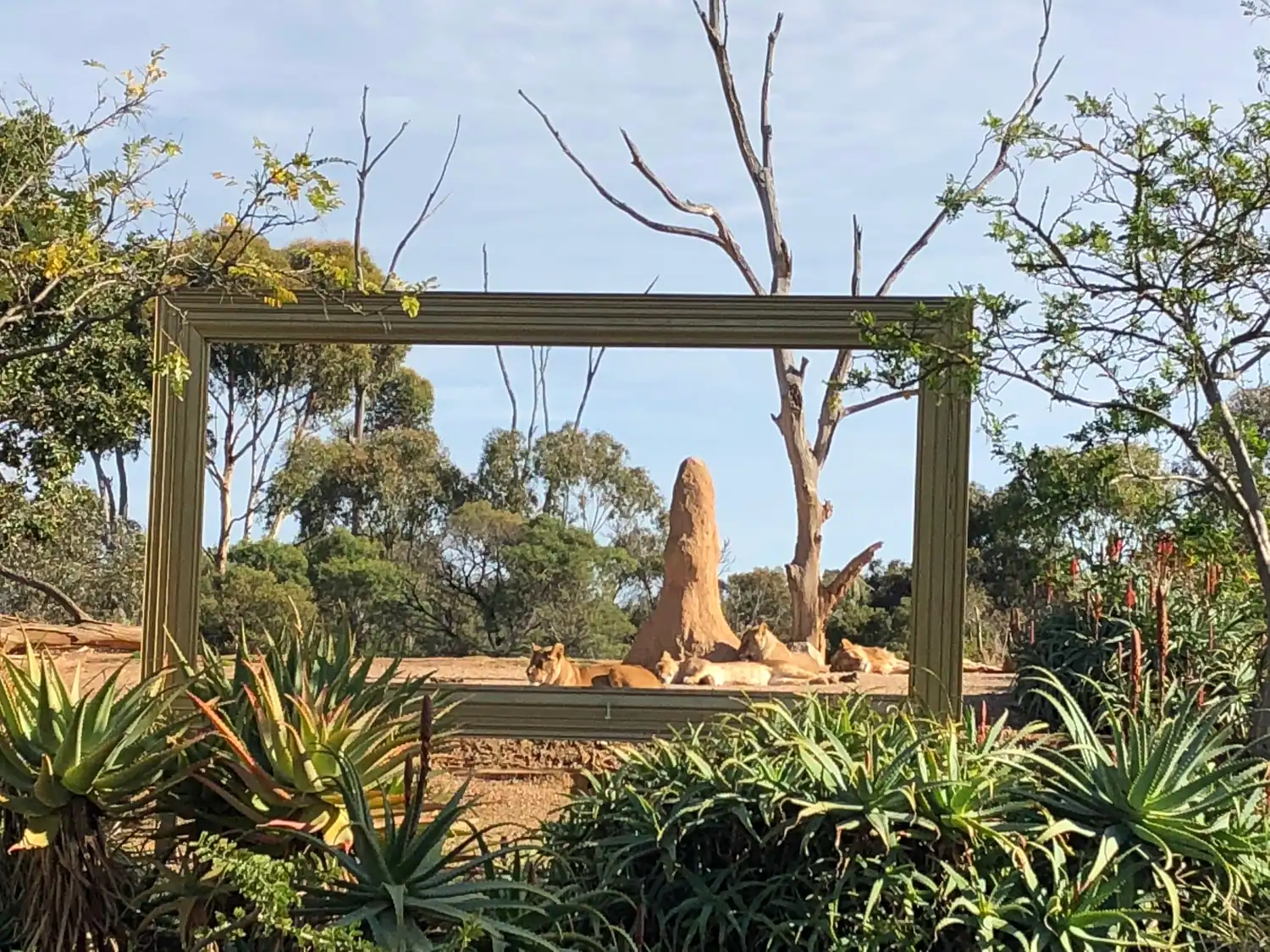 A rustic timber viewing frame standing among agaves and grass, with a dead tree, a termite mound and lions lying on the ground beyond it.