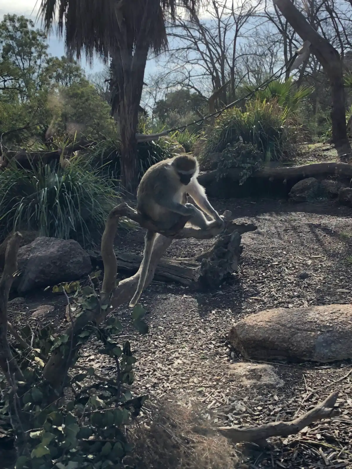 A gibbon seated on a log in a rocky enclosure with one arm extended, palms and scrub behind it.