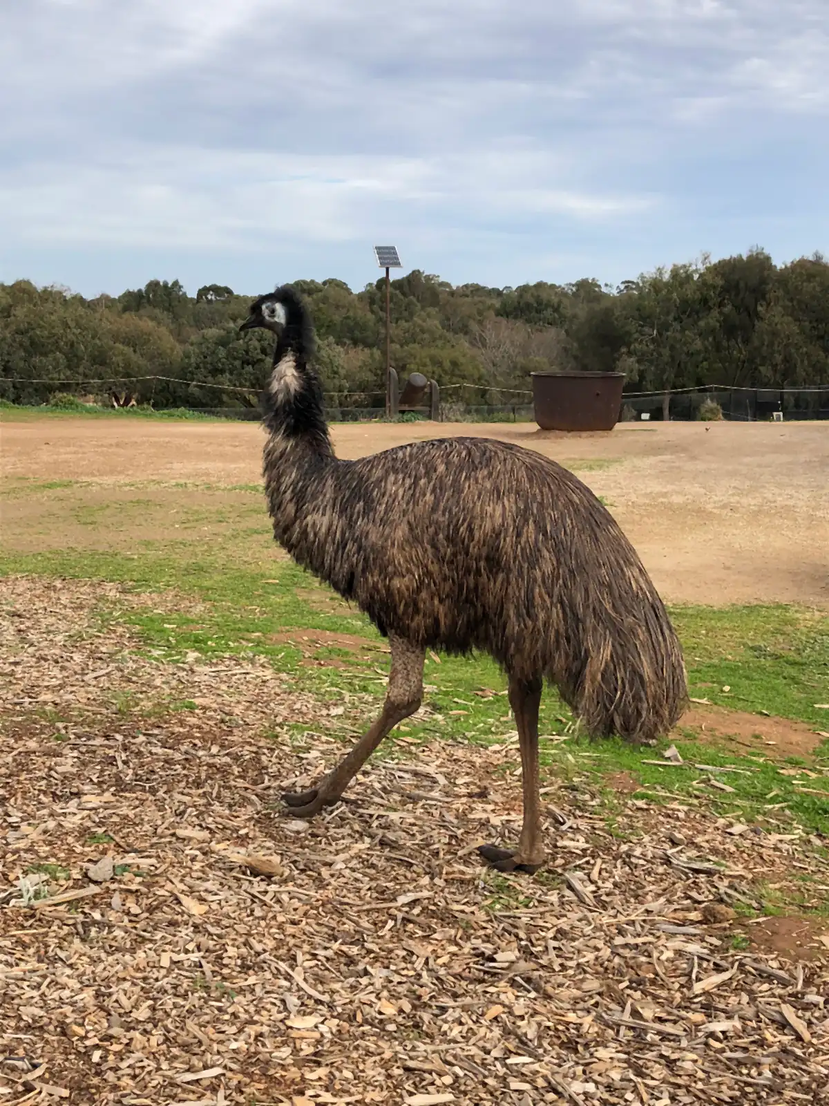 An emu walking across dry woodchip ground, mid-stride, with a fence line and low scrub a long way behind it.