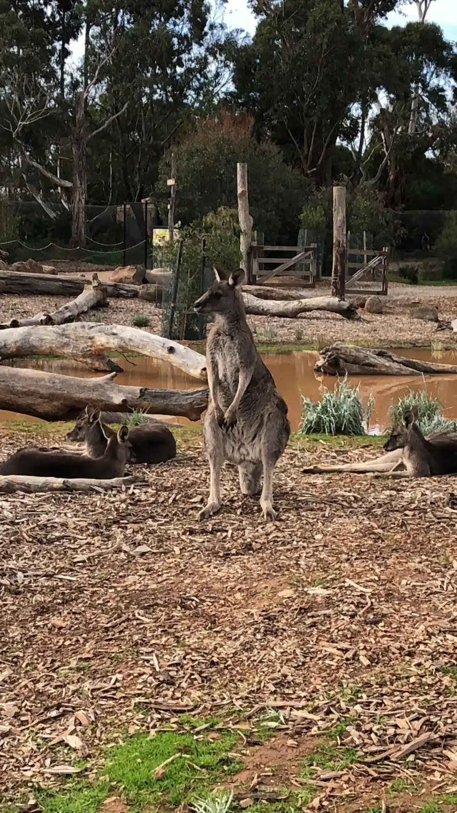 A kangaroo standing upright on woodchip ground in front of fallen logs, with a pond behind it and more kangaroos lying to the left.