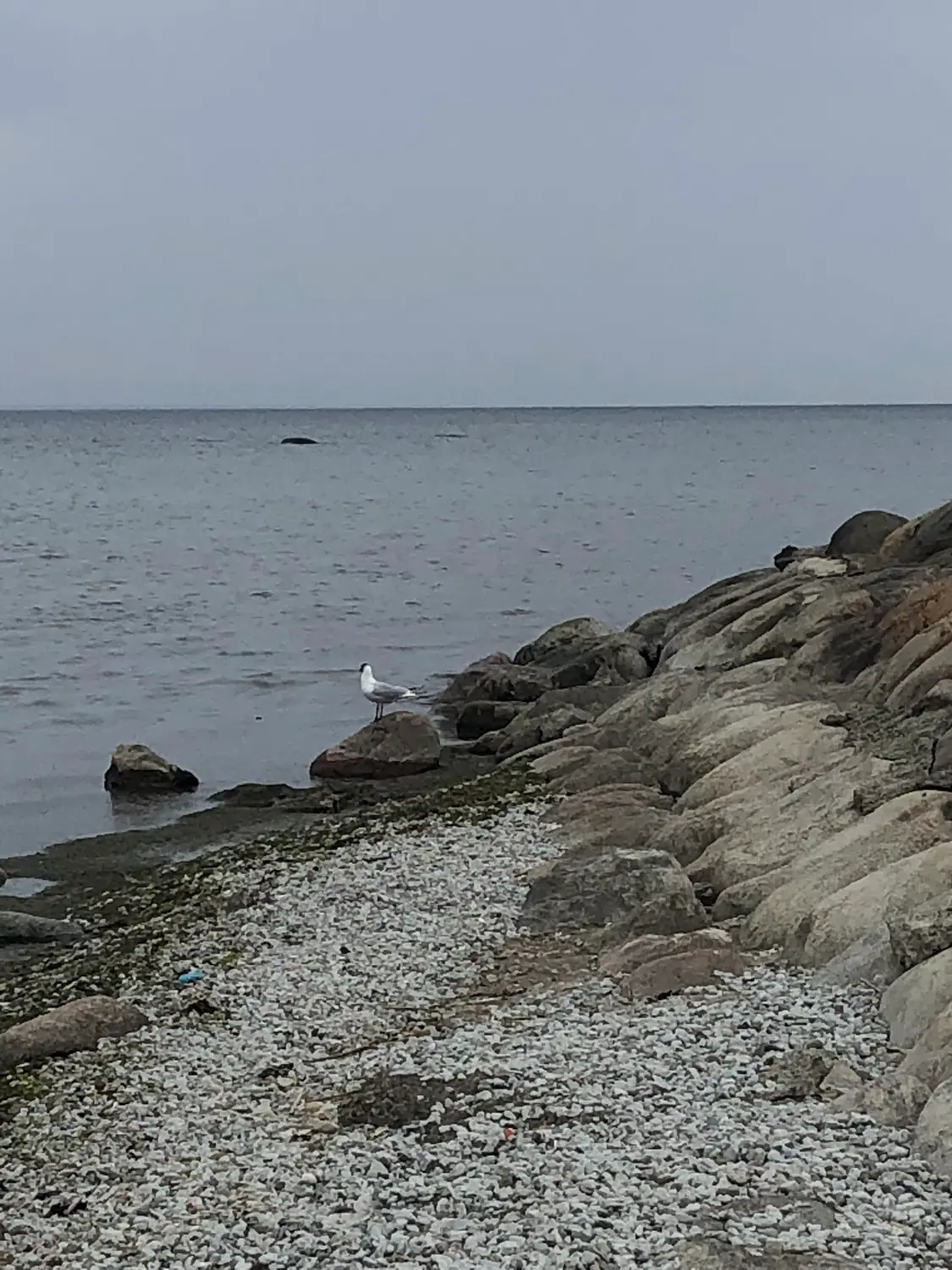 A stony shore with a willow and a gull on the water.