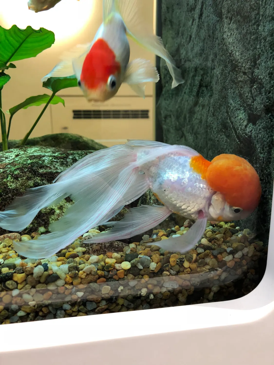 Two goldfish in a tank over green plants and gravel.