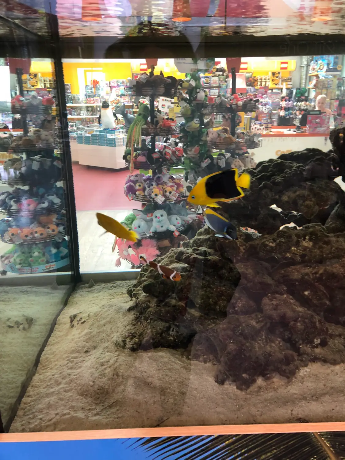 An aquarium tank of small fish inside a shop, with shelves of goods and plants behind the glass.