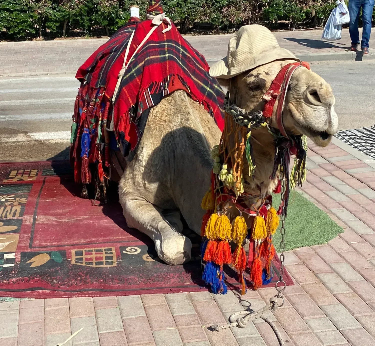 A camel lying down on a patterned rug on a paved path, a striped blanket and white cords over its back and a head harness hung with yellow, red and blue tassels.