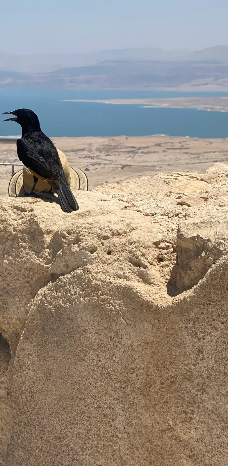 A raven standing on a rough rock ledge with its beak open, blue water and bare hills far behind it.