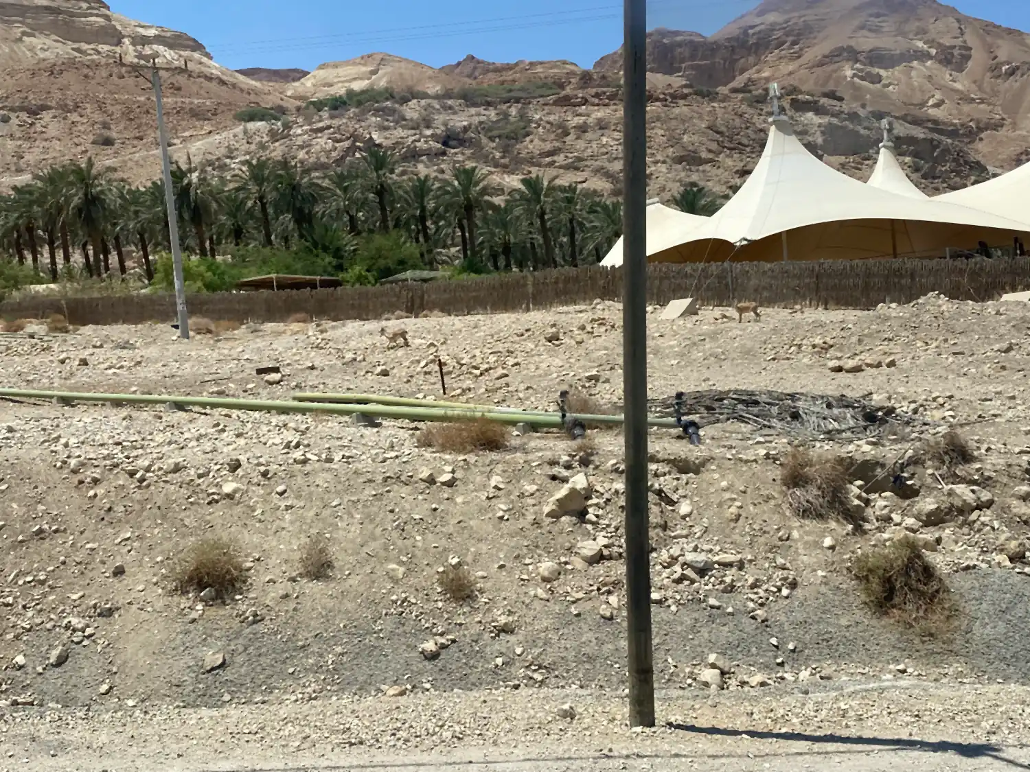 Bare rocky ground in front of a palm grove and large white tents with pointed roofs, with a cliff line behind them.