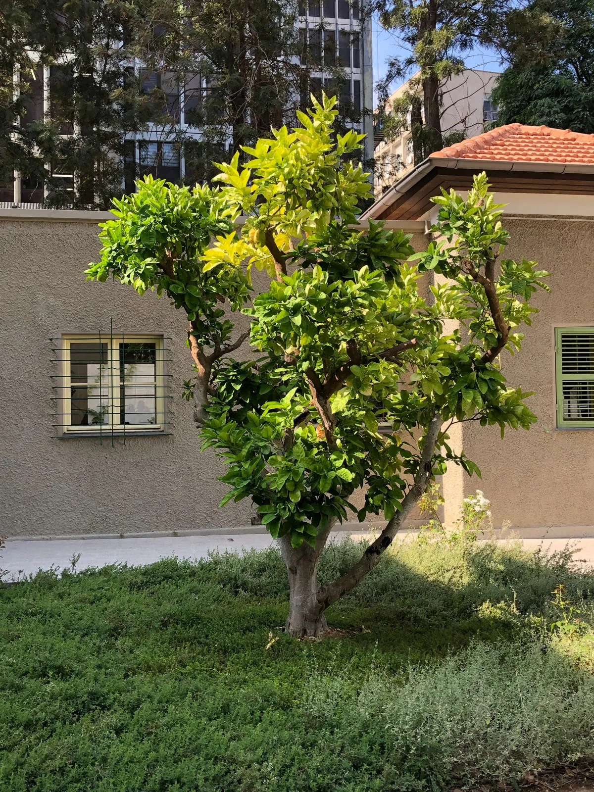 A wide tree standing on a lawn in front of a pale stone wall, a small barred window low in the wall and a taller building and palms behind.