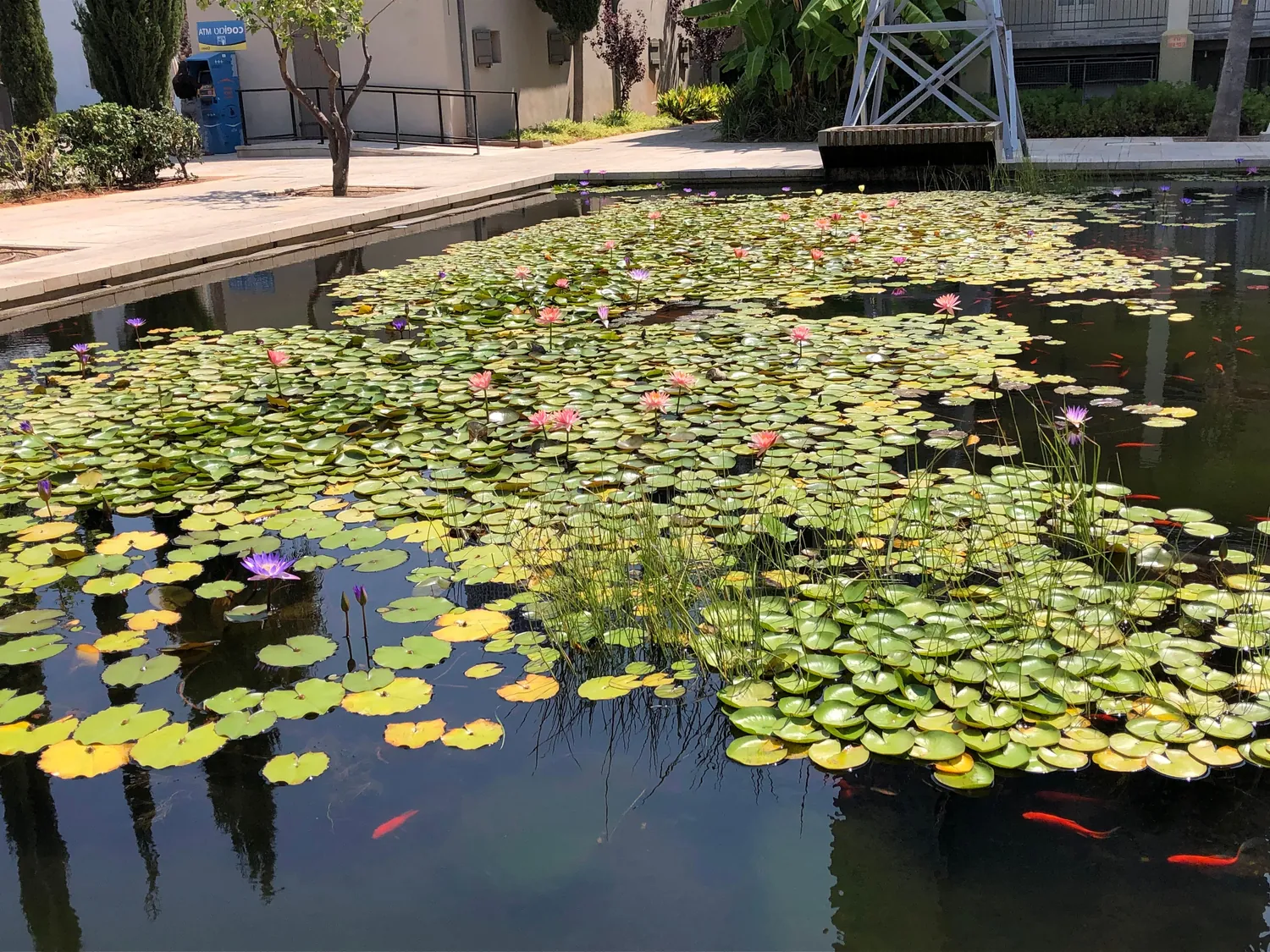 A wide pond covered in lily pads with red fish under the surface, its stone edging, paving along the side and a metal walkway with plants beyond.