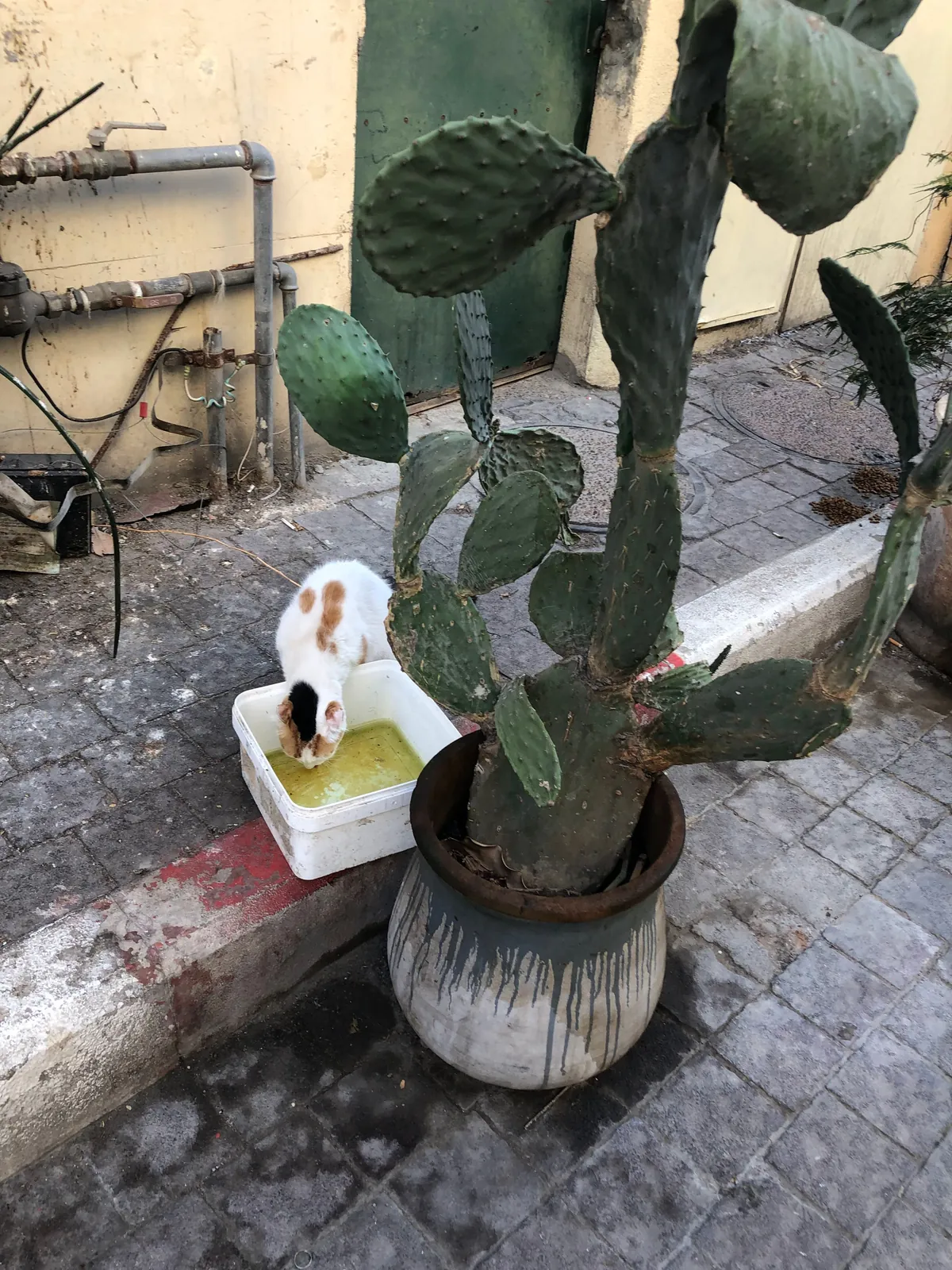 A tall cactus in a glazed pot on paving against a wall, with a small white and black cat standing in a water bowl at the foot of it and pipes running along the wall behind.