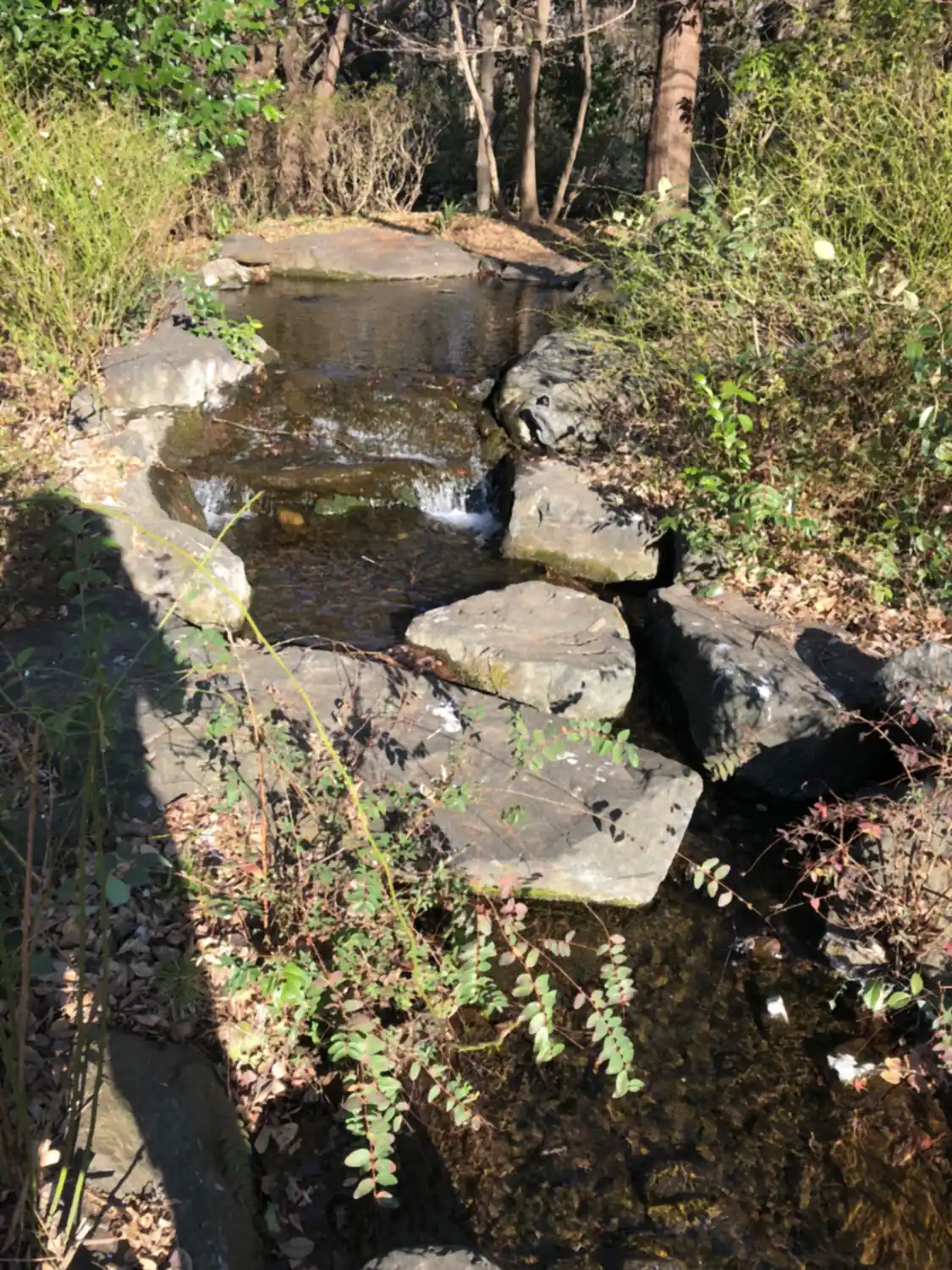 A stream running between mossy stones and low plants in a garden bed, dry leaves along its banks.